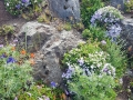maryspeak_flowers