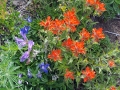 maryspeak_flowers2